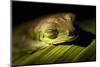 Red Eyed Tree Frog, Costa Rica-Paul Souders-Mounted Photographic Print