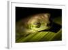 Red Eyed Tree Frog, Costa Rica-Paul Souders-Framed Photographic Print