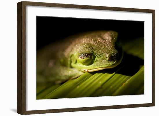 Red Eyed Tree Frog, Costa Rica-Paul Souders-Framed Photographic Print