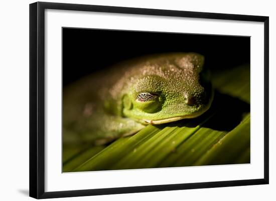 Red Eyed Tree Frog, Costa Rica-Paul Souders-Framed Photographic Print