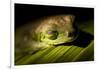 Red Eyed Tree Frog, Costa Rica-Paul Souders-Framed Photographic Print