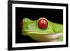 Red Eyed Tree Frog, Costa Rica-Paul Souders-Framed Photographic Print