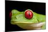 Red Eyed Tree Frog, Costa Rica-Paul Souders-Mounted Photographic Print