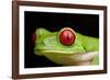 Red Eyed Tree Frog, Costa Rica-Paul Souders-Framed Photographic Print