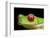 Red Eyed Tree Frog, Costa Rica-Paul Souders-Framed Photographic Print