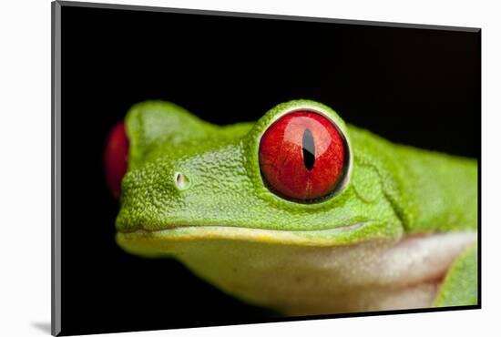 Red Eyed Tree Frog, Costa Rica-Paul Souders-Mounted Photographic Print