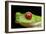 Red Eyed Tree Frog, Costa Rica-Paul Souders-Framed Photographic Print