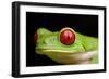 Red Eyed Tree Frog, Costa Rica-Paul Souders-Framed Photographic Print