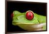 Red Eyed Tree Frog, Costa Rica-Paul Souders-Framed Photographic Print