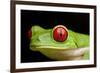 Red Eyed Tree Frog, Costa Rica-Paul Souders-Framed Photographic Print