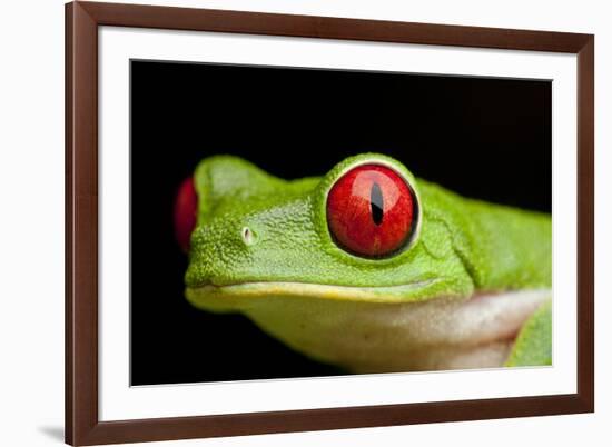 Red Eyed Tree Frog, Costa Rica-Paul Souders-Framed Photographic Print