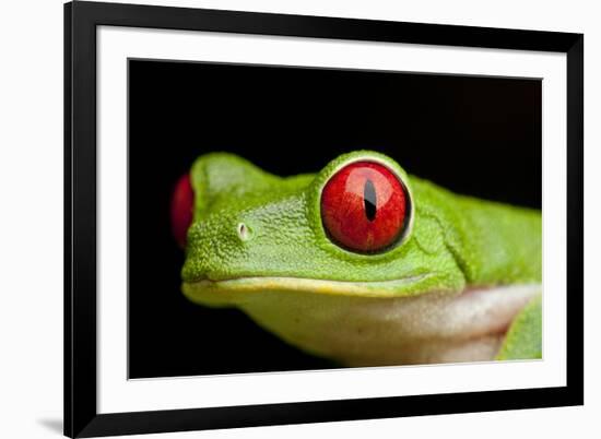 Red Eyed Tree Frog, Costa Rica-Paul Souders-Framed Photographic Print