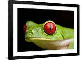 Red Eyed Tree Frog, Costa Rica-Paul Souders-Framed Photographic Print