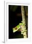 Red Eyed Tree Frog, Costa Rica-null-Framed Photographic Print