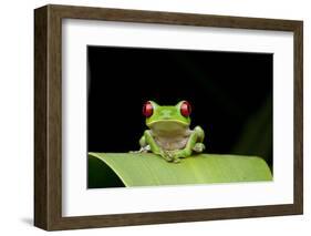 Red Eyed Tree Frog, Costa Rica-null-Framed Photographic Print