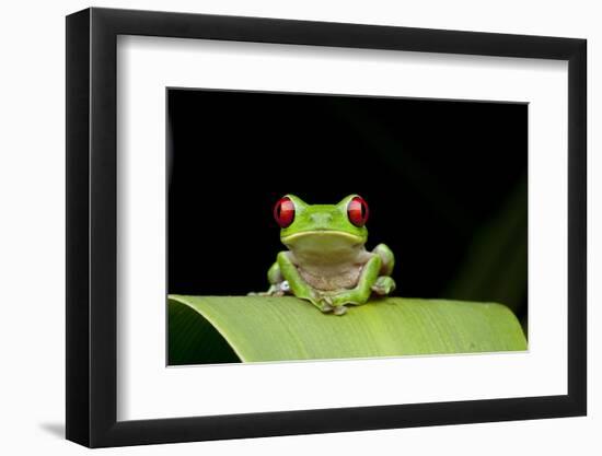 Red Eyed Tree Frog, Costa Rica-null-Framed Photographic Print