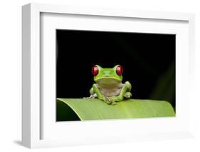 Red Eyed Tree Frog, Costa Rica-null-Framed Photographic Print