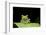 Red Eyed Tree Frog, Costa Rica-null-Framed Photographic Print