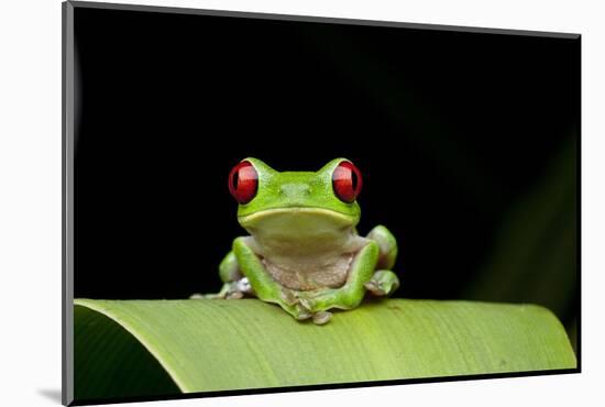 Red Eyed Tree Frog, Costa Rica-null-Mounted Photographic Print