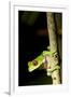 Red Eyed Tree Frog, Costa Rica-null-Framed Photographic Print