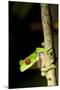 Red Eyed Tree Frog, Costa Rica-null-Mounted Photographic Print