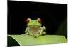 Red Eyed Tree Frog, Costa Rica-null-Mounted Photographic Print