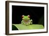 Red Eyed Tree Frog, Costa Rica-null-Framed Photographic Print