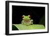 Red Eyed Tree Frog, Costa Rica-null-Framed Photographic Print