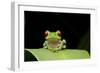 Red Eyed Tree Frog, Costa Rica-null-Framed Photographic Print