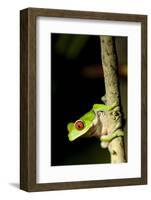 Red Eyed Tree Frog, Costa Rica-null-Framed Photographic Print