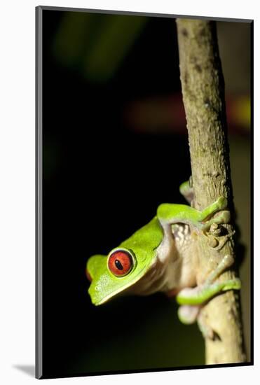 Red Eyed Tree Frog, Costa Rica-null-Mounted Photographic Print