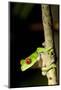 Red Eyed Tree Frog, Costa Rica-null-Mounted Photographic Print