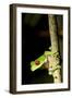 Red Eyed Tree Frog, Costa Rica-null-Framed Photographic Print