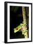 Red Eyed Tree Frog, Costa Rica-null-Framed Photographic Print