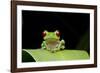 Red Eyed Tree Frog, Costa Rica-null-Framed Photographic Print