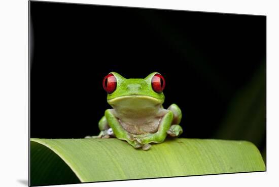 Red Eyed Tree Frog, Costa Rica-null-Mounted Photographic Print