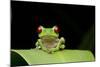 Red Eyed Tree Frog, Costa Rica-null-Mounted Photographic Print