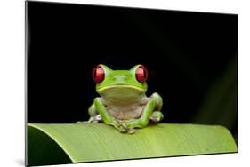 Red Eyed Tree Frog, Costa Rica-null-Mounted Photographic Print