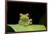 Red Eyed Tree Frog, Costa Rica-null-Framed Photographic Print