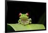 Red Eyed Tree Frog, Costa Rica-null-Framed Photographic Print