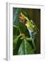 Red Eyed Tree Frog, Costa Rica-null-Framed Photographic Print