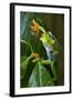 Red Eyed Tree Frog, Costa Rica-null-Framed Photographic Print