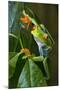 Red Eyed Tree Frog, Costa Rica-null-Mounted Photographic Print