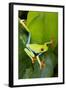 Red Eyed Tree Frog, Costa Rica-null-Framed Photographic Print