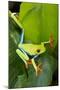 Red Eyed Tree Frog, Costa Rica-null-Mounted Photographic Print