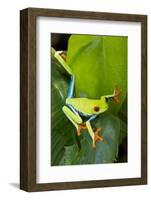 Red Eyed Tree Frog, Costa Rica-null-Framed Photographic Print