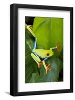 Red Eyed Tree Frog, Costa Rica-null-Framed Photographic Print