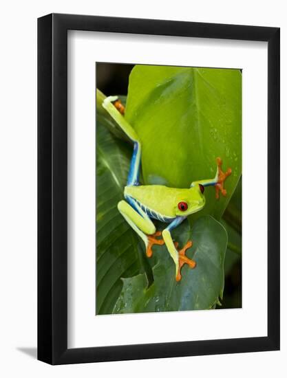 Red Eyed Tree Frog, Costa Rica-null-Framed Photographic Print