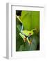 Red Eyed Tree Frog, Costa Rica-null-Framed Photographic Print