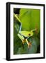 Red Eyed Tree Frog, Costa Rica-null-Framed Photographic Print